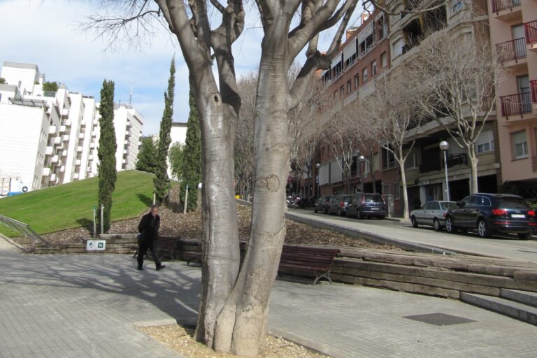 El lledoner s’imposa als grans nuclis urbans desplaçant els icònics plataners de Barcelona