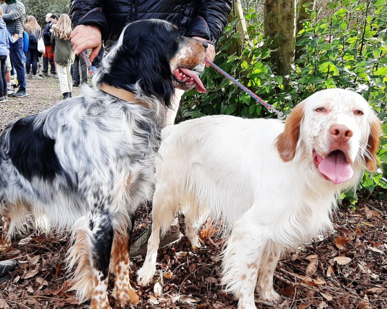 La festivitat de Sant Antoni Abat torna a celebrar-se diumenge a Vallvidrera