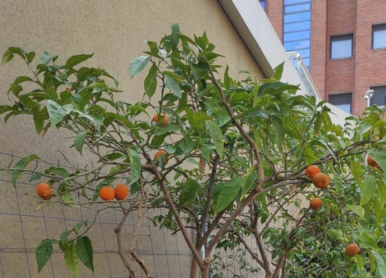 El famós llimoner de Sarrià multat amb 1.500 euros… ha donat mandarines