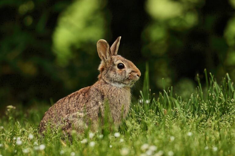 Per què s’associa el conill amb la Pasqua?