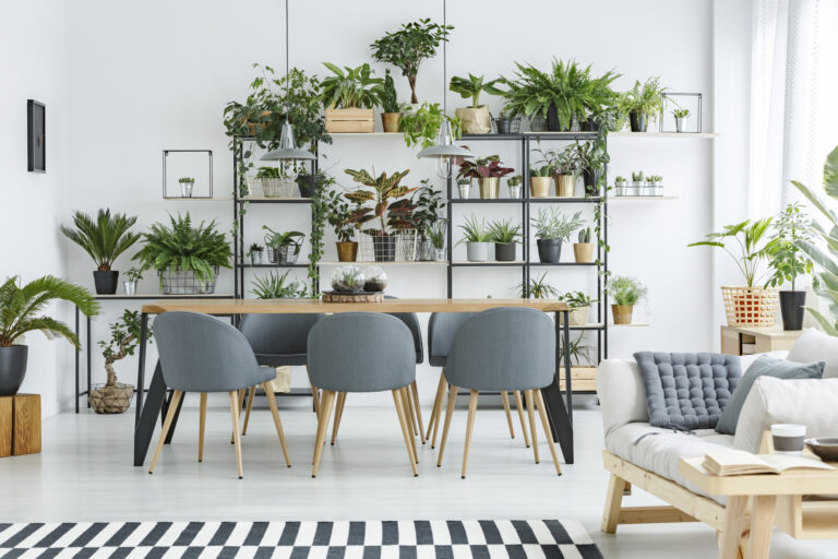 Consells perquè les teves plantes sobrevisquin les vacances