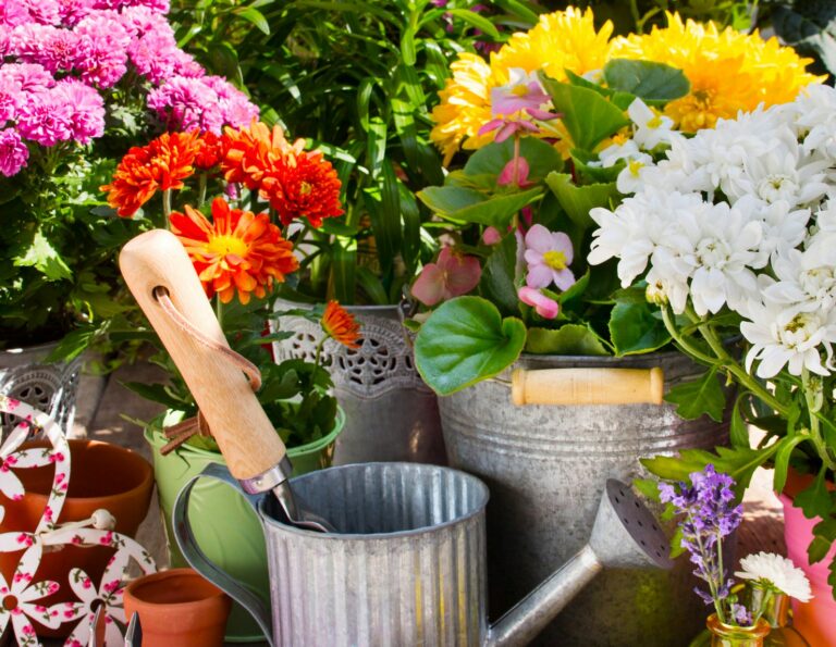 Les millors plantes per a conrear a la primavera