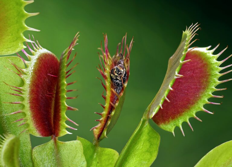 Les 10 plantes més curioses del món
