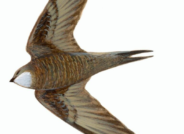 El falciot pàl·lid, un ocell de primavera