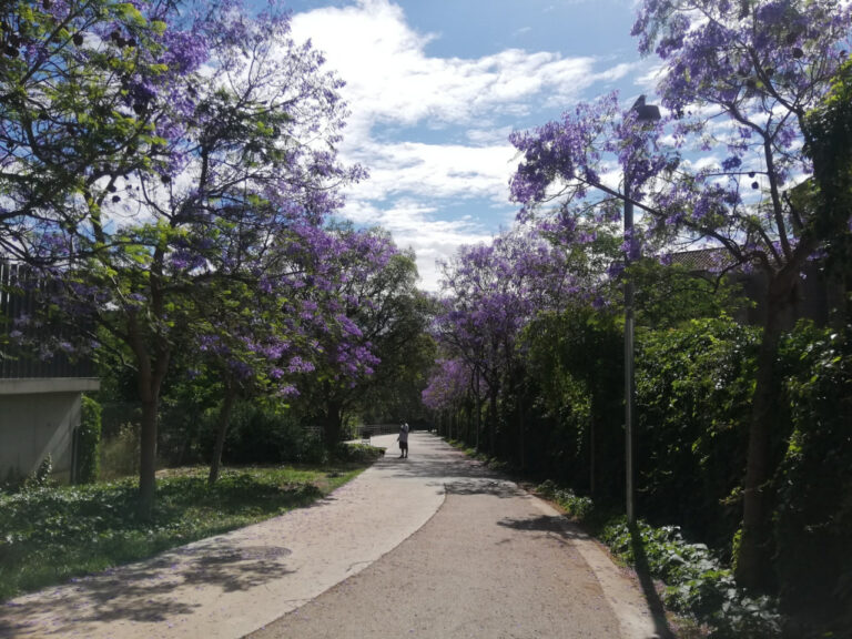 Tipus i beneficis de l’arbrat viari que hi ha a Barcelona