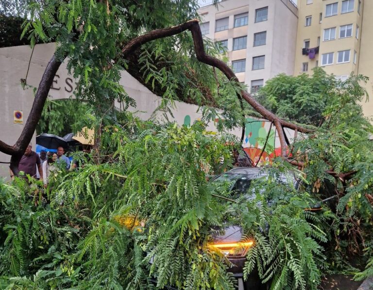 Cau la copa d’un arbre a l’entrada de l’Escola Infant Jesús amb el temporal