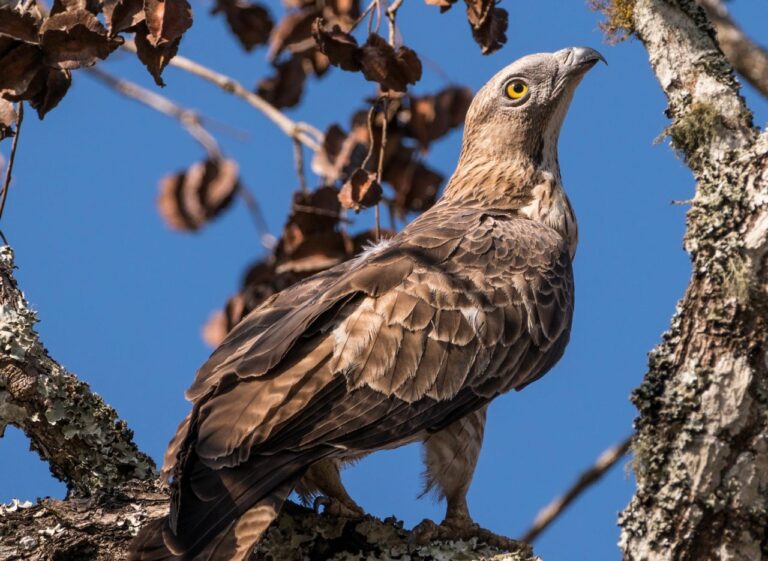 El Turó de la Magarola a Collserola, el millor lloc per veure la migració de l’aligot vesper
