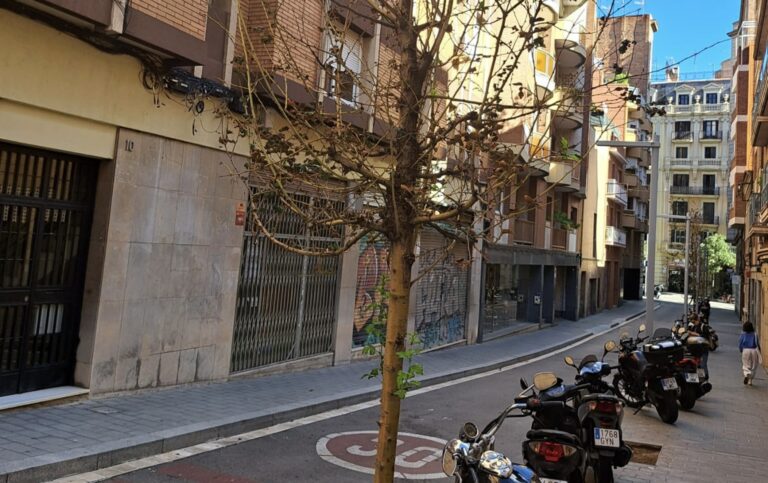 Moren els arbres a Barcelona