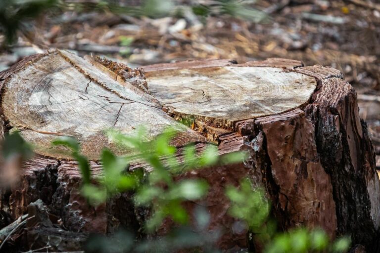 L’Ajuntament inicia una tala massiva d’arbres al bosc de Can Caralleu per risc de caiguda per la sequera