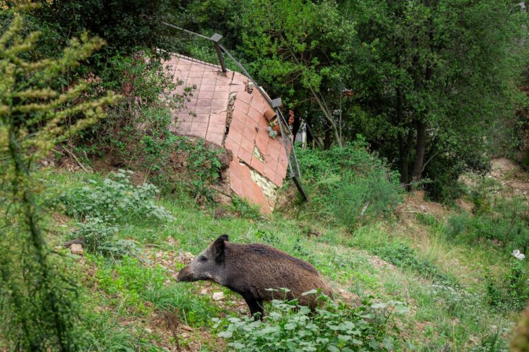 Es redueixen a més de la meitat els incidents amb senglars a Sarrià-Sant Gervasi