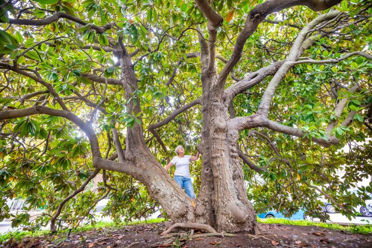 Arbres centenaris: les 12 espècies més destacables a Sarrià-Sant Gervasi
