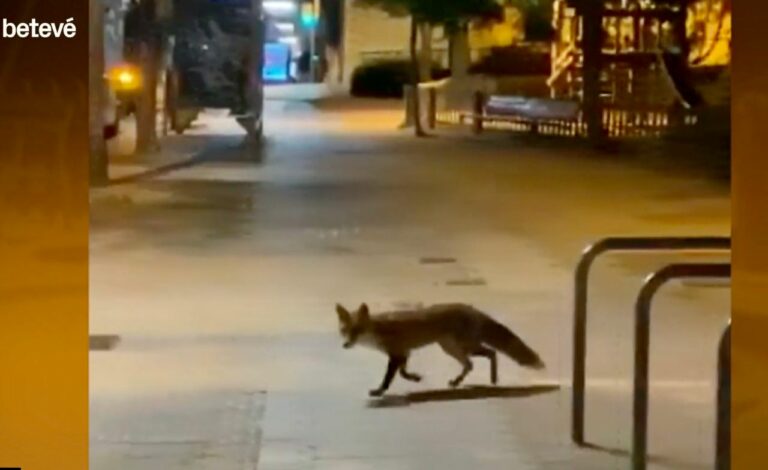 Una guineu sorprèn a tothom pels carrers de la Bonanova