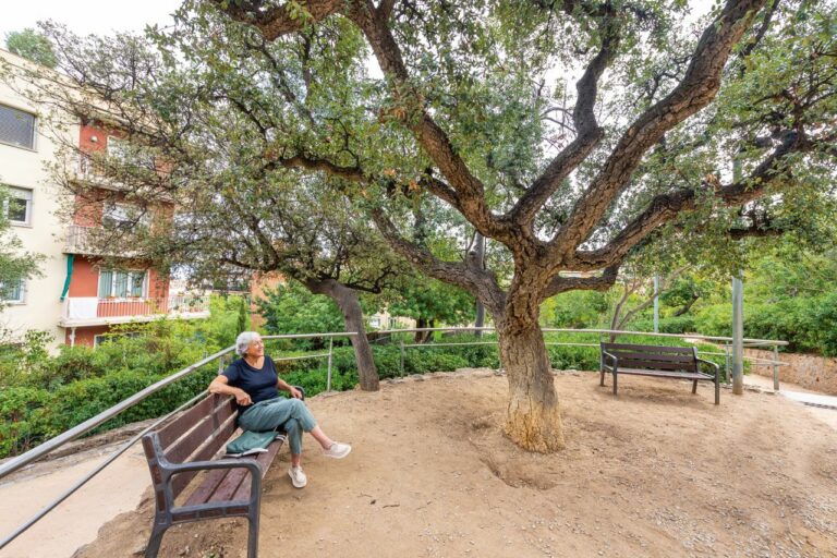 L’arbre més mediterrani amenaçat pel canvi climàtic i l’especulació urbanística