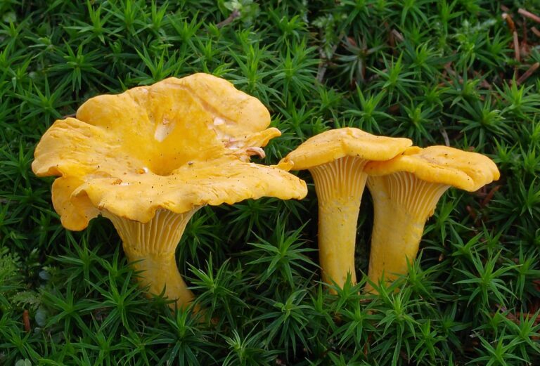 Les propietats gastronòmiques i remeieres dels bolets: rovelló, pebrassa, rossinyol…