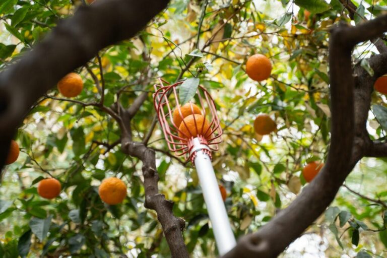 Sarrià ‘espolia’ les taronges del Pati dels Tarongers de la Generalitat  