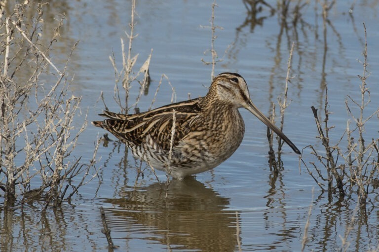 El becadell, un ocell abundant en migració i durant l’hivern
