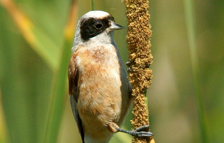 El teixidor, un ocell molt discret que es pot observar a Collserola