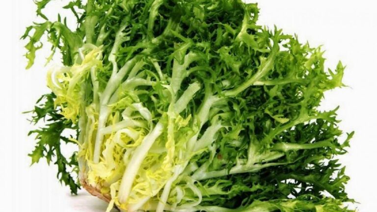 L’escarola i el xató, un dels plats més destacats de les poblacions vitícoles