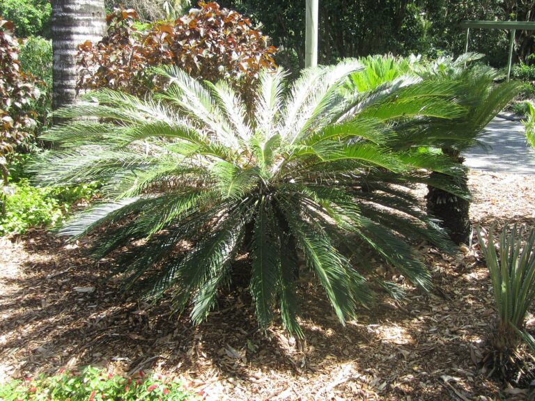 L’origen de les plantes: sense elles, la Terra seria poc més que un desert