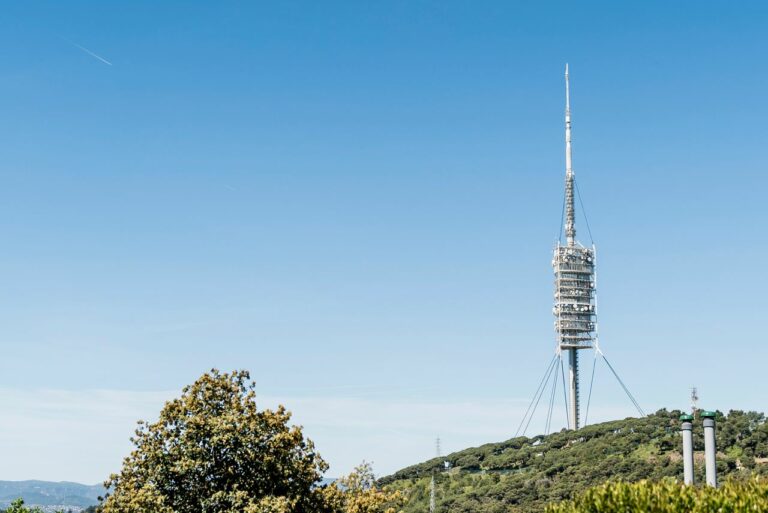 La vegetació de Collserola: més de 1.000 espècies de plantes i un terreny agrícola amenaçat