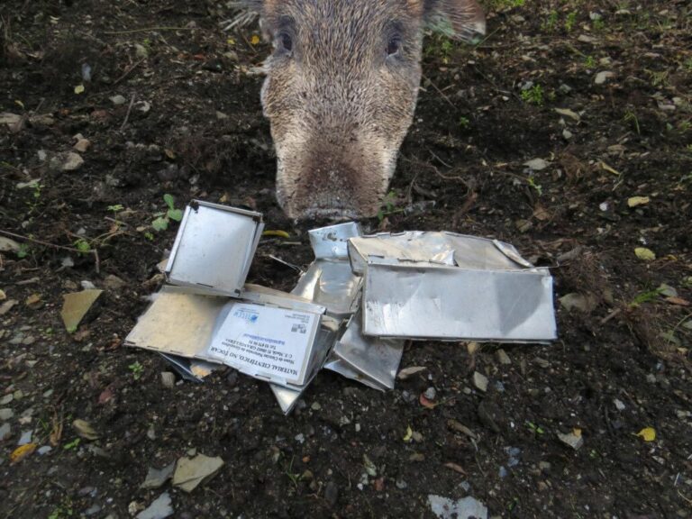 La població de senglars a Collserola cau als nivells previs a la pandèmia