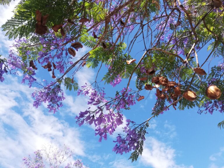 L’evolució de la flora urbana a Barcelona i a Sarrià-Sant Gervasi