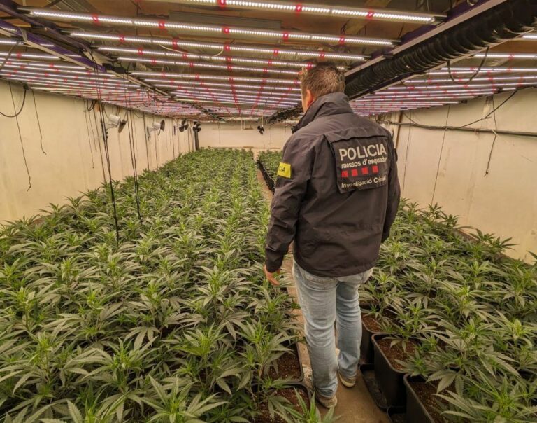 Detenen a Vallvidrera una part d’un grup criminal dedicat al cultiu i distribució de marihuana
