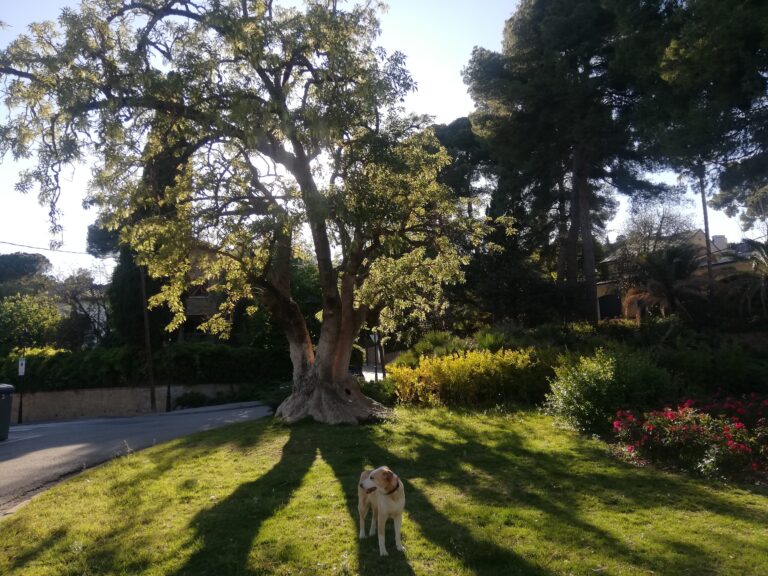 L’ombú o bellaombra, un arbre amb un eficaç sistema per combatre la sequera L’ombú o bellaombra, un arbre amb un eficaç sistema per combatre la sequera