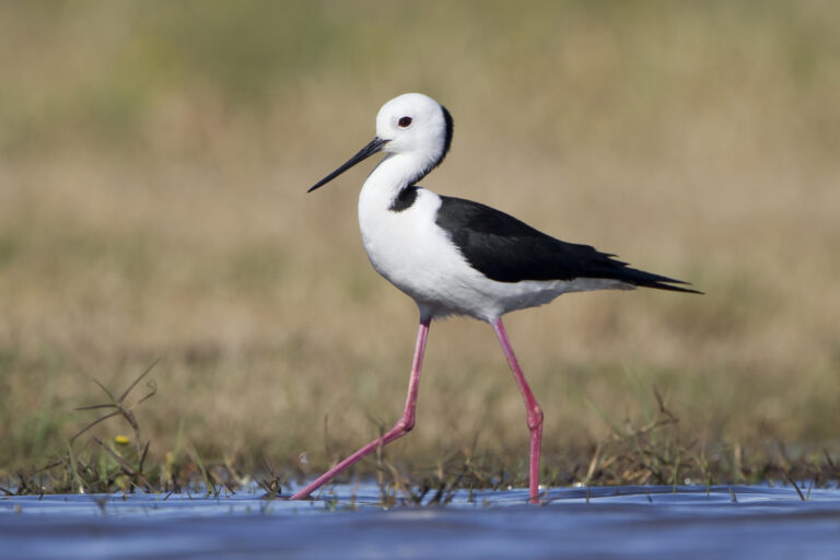 El camallarga, un ocell de zones humides que recorda a una cigonya
