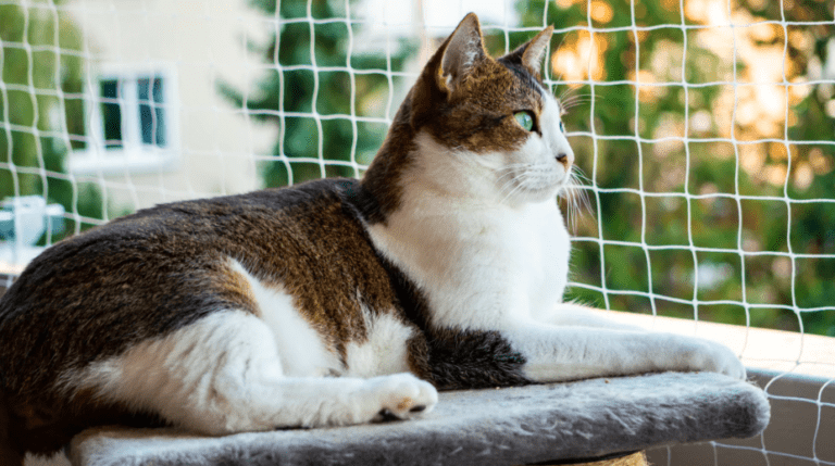 Com prevenir l’obesitat del teu gat i enfortir el vincle amb l’animal