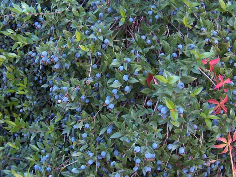 La murtra, un bon substitutiu del llorer a la cuina i una planta per a infusions La murtra, un bon substitutiu del llorer a la cuina i una planta per a infusions