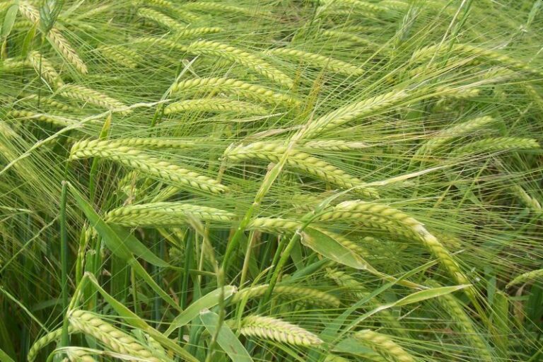 L’ordi i la civada, dos cereals que ajuden a rebaixar el nivell de colesterol L’ordi i la civada, dos cereals que ajuden a rebaixar el nivell de colesterol