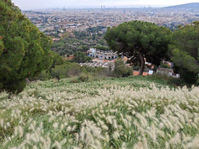 Enjardinaments al complex esportiu de Can Caralleu