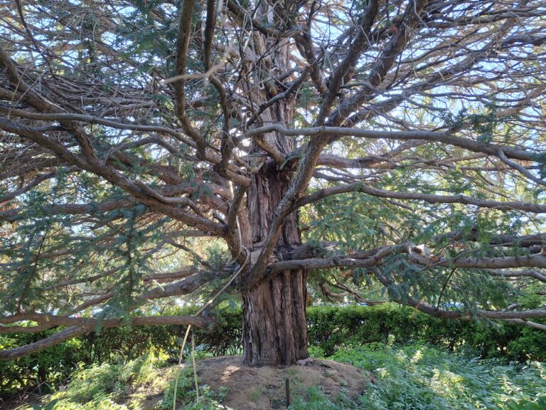 Arbres sagrats: símbols de saviesa, supervivència i protecció