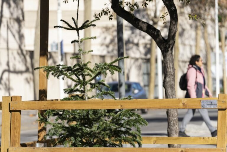 On pots portar l’arbre de Nadal per a reciclar-lo a Sarrià-Sant Gervasi?