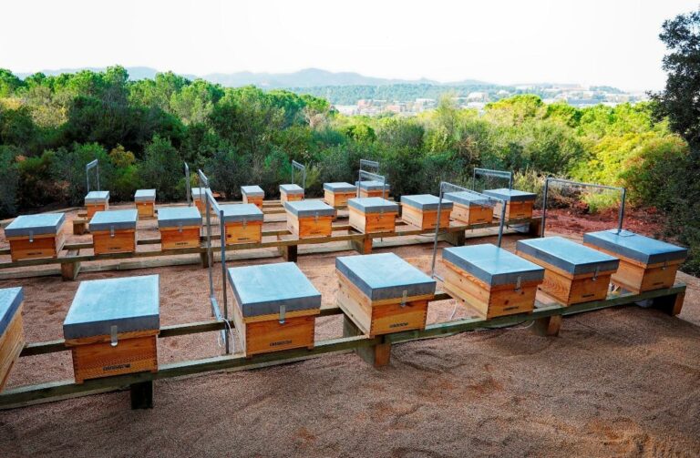 Es busquen voluntaris per a instal·lar trampes de vespa asiàtica a Collserola