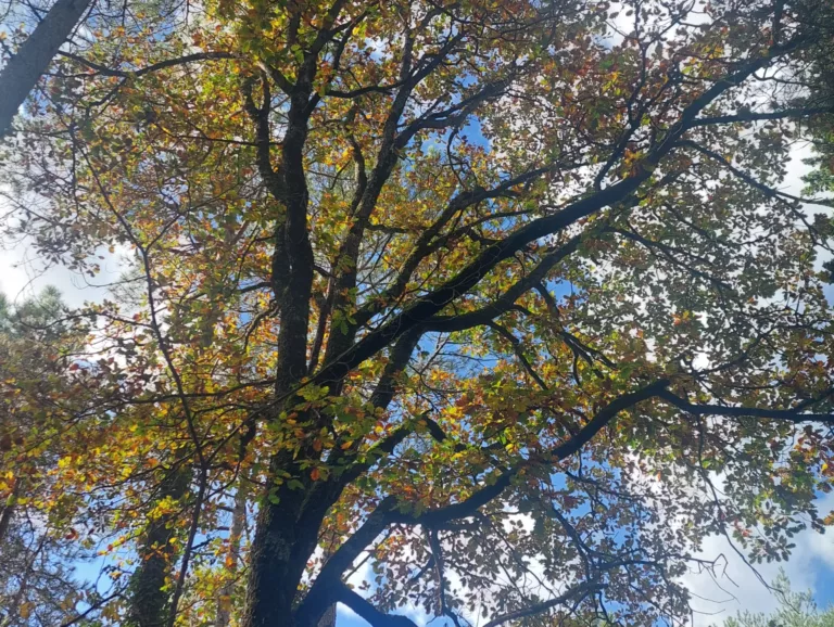Què és un arbre?