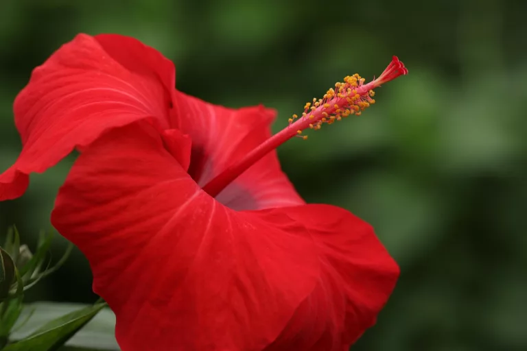 L’hibisc