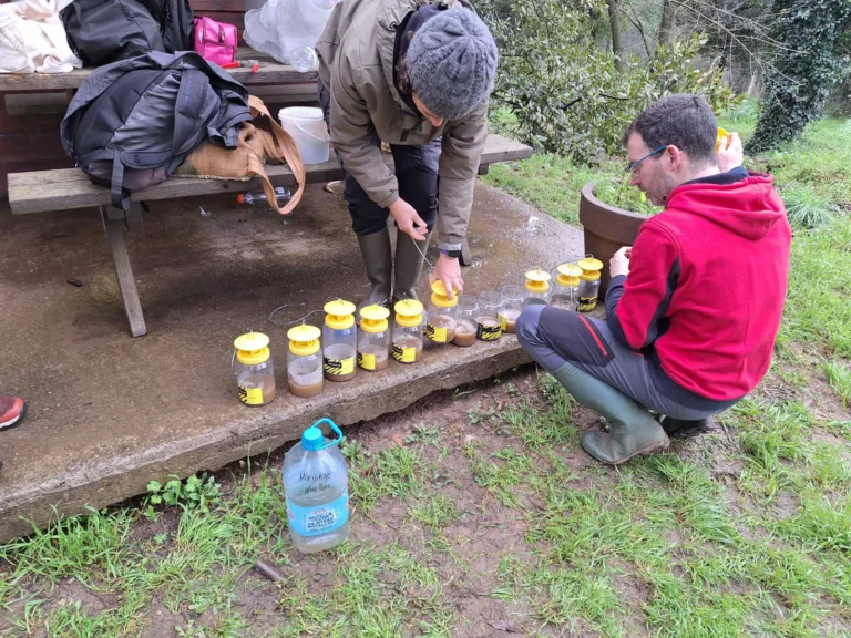 Capturades més de 5.000 reines de vespa asiàtica a Collserola