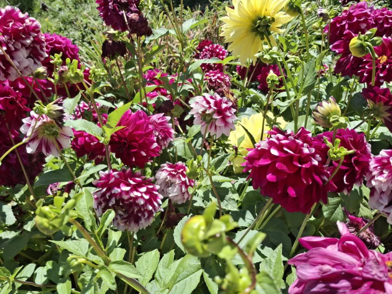 Flors, colors, fragàncies i pol·linitzadors
