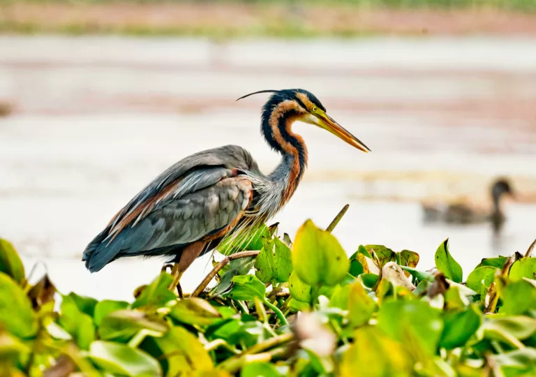 L’agró roig: un ocell escàs que cria al Delta de l’Ebre i als Aiguamolls de l’Empordà
