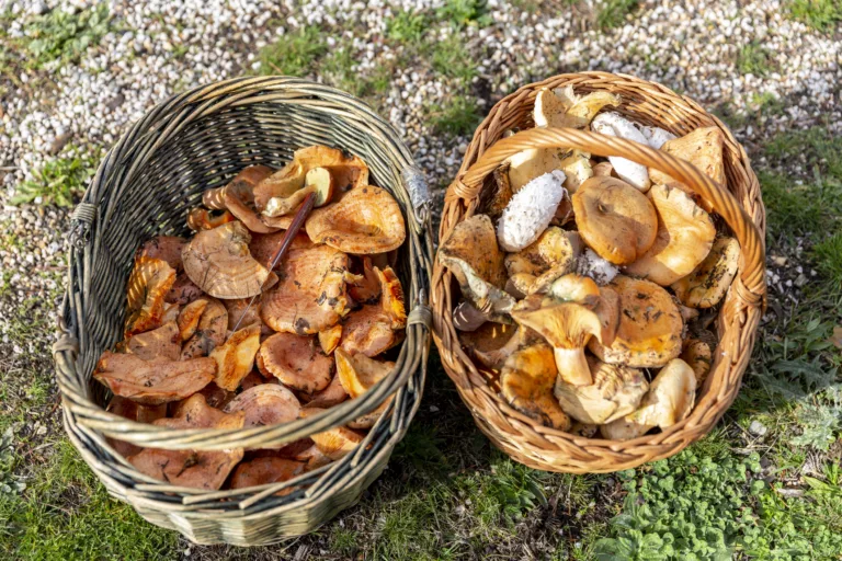 Com distingir els bolets perillosos dels comestibles