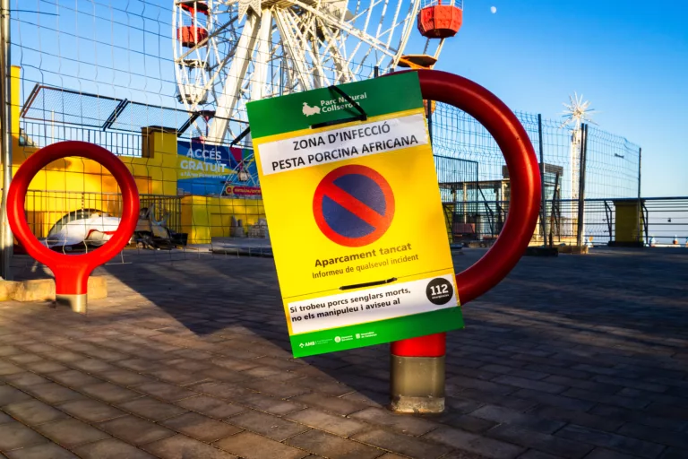 La pesta porcina impacta Collserola: l’última hora i les restriccions per no propagar el brot