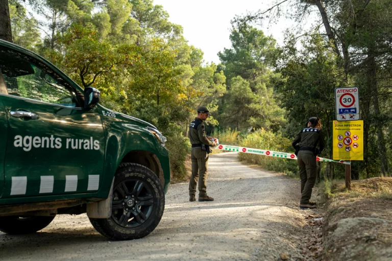 Més de 10 associacions de Collserola reclamen a l’Ajuntament una rebaixa en les restriccions per la pesta porcina