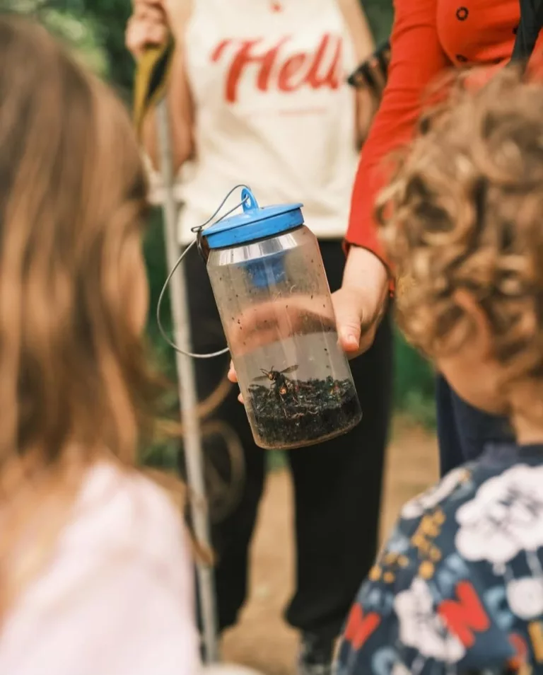 Més de 10.000 captures de vespa asiàtica en un any: el balanç d’un projecte amb resultats exitosos a Collserola