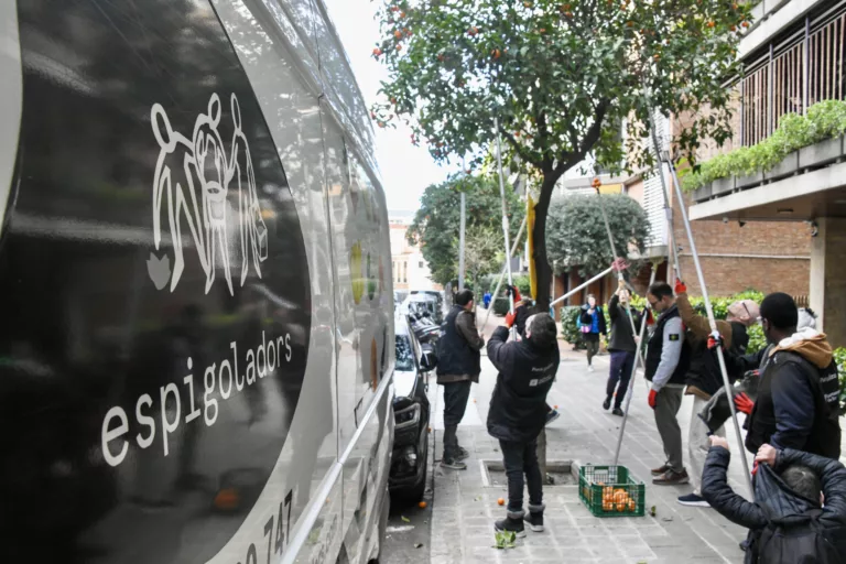 Sarrià – Sant Gervasi recull 187 kg de taronges en la primera espigolada al districte