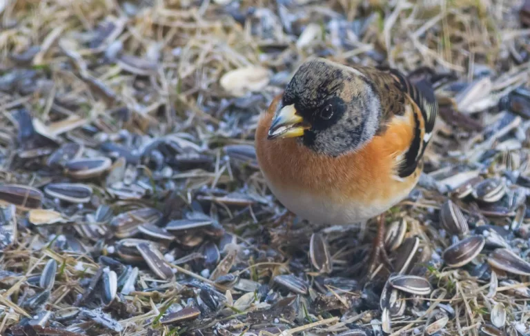 Pinsà mec: característiques i curiositats d’un ocell poc abundant a Catalunya