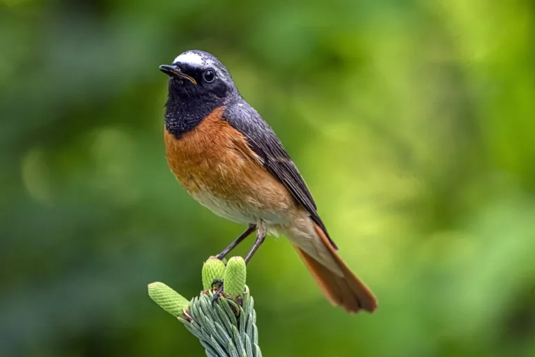 La cotxa cua-roja: característiques i curiositats