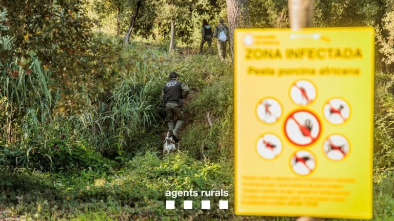 El Govern eliminarà els 500 senglars que queden a Collserola